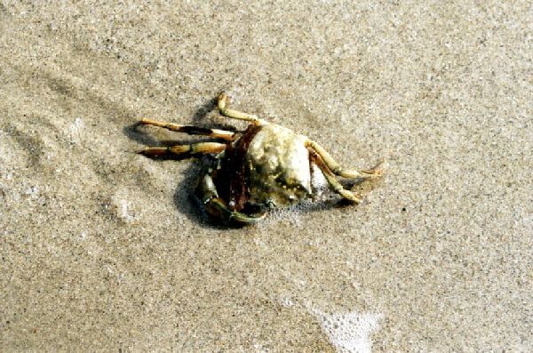 Nahe Durres - Krabbe am Strand