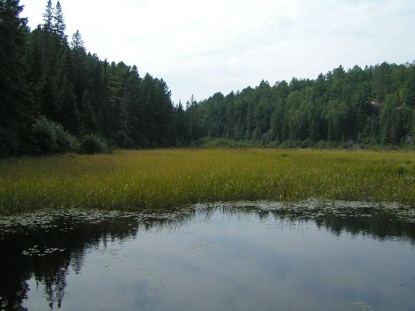 Algonquin Provencial Park - Natur pur